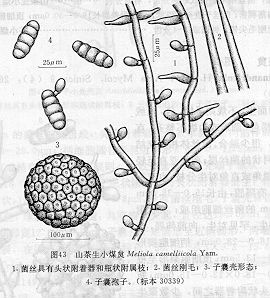 山茶生小煤炱