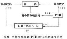 鈣磷代謝