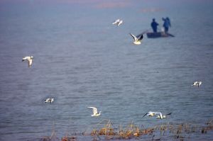 衡水湖濕地和鳥類保護區