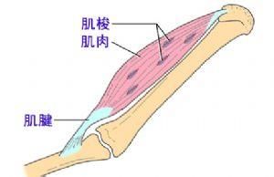 本體感受器