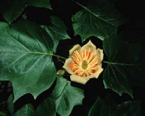 Liriodendron tulipifera