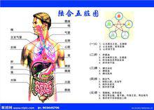 五臟六腑圖示