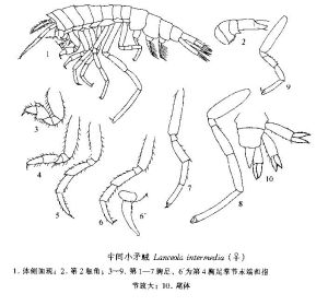 中間小矛戎