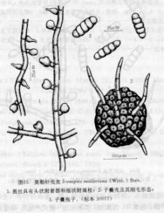 莫勒針殼炱