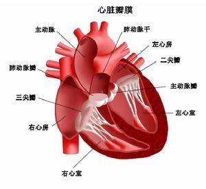 竇性心動過速