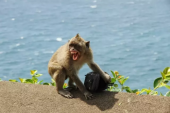 印尼猴子敲詐勒索遊客已成一種新的生存文化