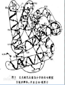 生物大分子