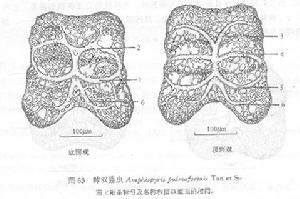 肺雙籃蟲