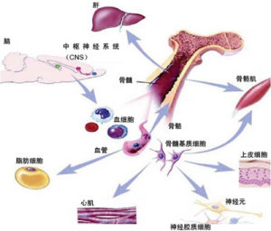 神經修復技術