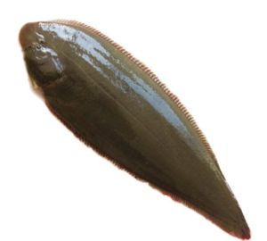 寬體舌鰨