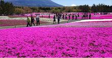 金卉莊園·芝櫻花海