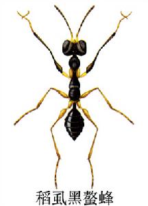 稻虱黑螯蜂