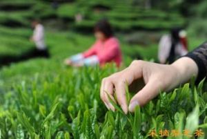 梨芝茶園採茶