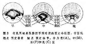 胚胎預定命運圖