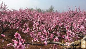 南召縣雲陽鎮唐莊村萬畝桃花園