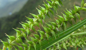 九仙山苔草