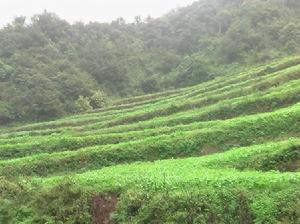 鹽塘村種植田