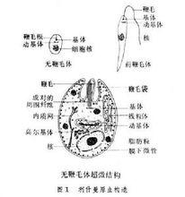 利什曼原蟲結構