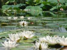 蓮花湖國家城市濕地公園