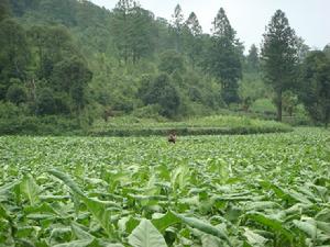 種植業