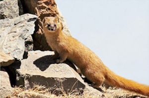 Mountain weasel