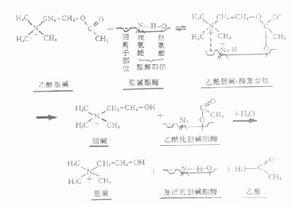 乙醯膽鹼酯酶