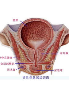 膀胱充盈