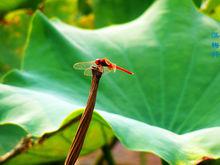 紅蜻蜓照片2