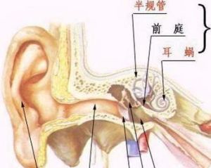 前庭[漢語辭彙]