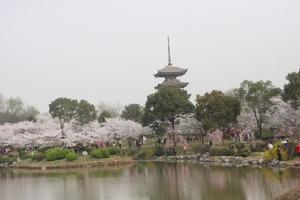 武漢東湖磨山櫻園