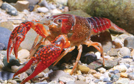 Procambarus clarkii