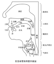 發聲器官側面示意圖