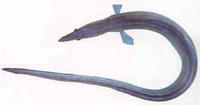 長齒草鰻