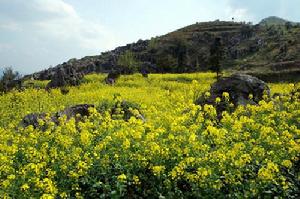 寺口村[湖北省通山縣楊芳林鄉寺口村]