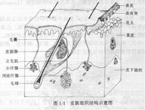 表皮內嗜中性IgA皮膚病