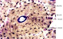 長骨磨片示骨單位的光鏡結構