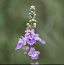 荊條花