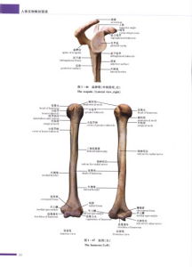 《人體實物解剖圖譜》