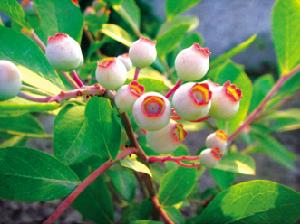 （圖）桂雲花鄉