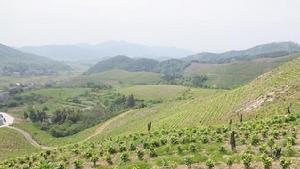 官山村[安徽樅陽縣官埠橋鎮下轄村]