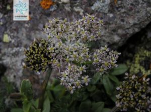 白花苞裂芹