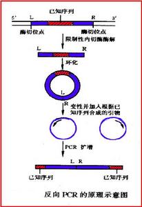 反向PCR原理圖