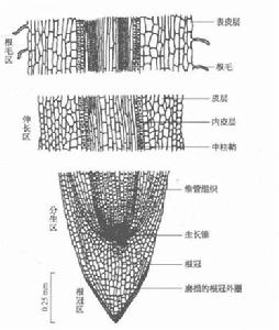 圖1 棉花初生根的根尖縱切面