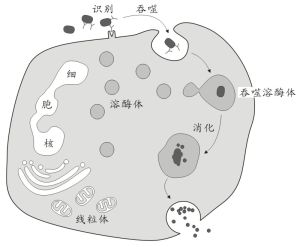 吞噬細胞