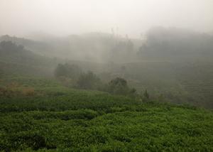 黑茶薄片之：渠江皇家茶園