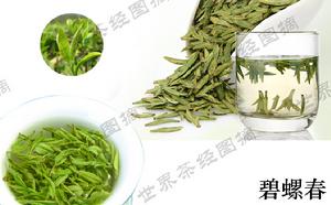 世界茶經-碧螺春茶