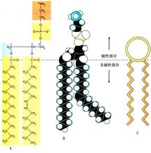 磷脂的結構