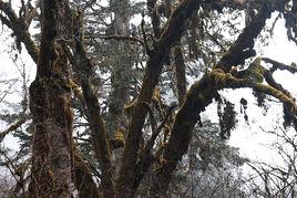 高山植被