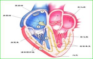心臟特殊傳導系統