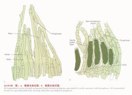 原絲體